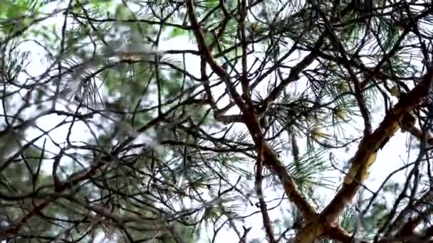 Widok dolny gałęzi sosny na jasnym tle nieba. Materiał filmowy. Zbliżenie na zielone gałęzie drzew iglastych kołyszące się na wietrze w lesie. — Wideo stockowe