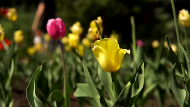 Hermosos tulipanes multicolores brillantes en un gran macizo de flores en el jardín de la ciudad con gente caminando en el fondo. Imágenes de archivo. Primavera flores amarillas y rosas florecientes . — Vídeo de stock