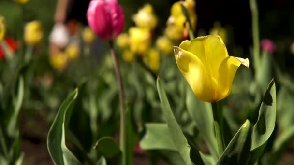 Prachtige kleurrijke veelkleurige tulpen op een groot bloembed in de stadstuin met mensen die op de achtergrond lopen. Voorraadbeelden. Voorjaar gele en roze bloeiende bloemen. — Stockvideo