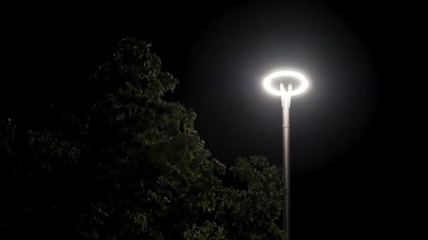 Lampadaire lumineux et branches d'arbres aux feuilles vertes sur fond de ciel noir. Images d'archives. Arbre à feuilles caduques se balançant dans le vent sous le lampadaire la nuit . — Video