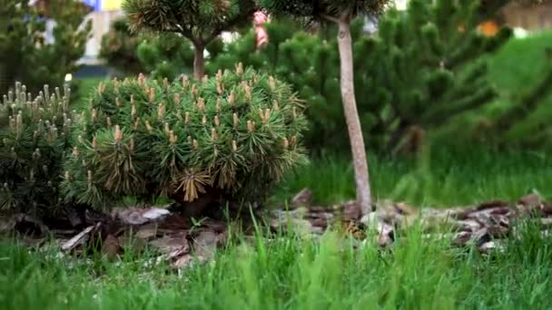 Groene gazons met gras, bomen van verschillende grootte, struiken. Voorraadbeelden. Zomer stadspark met schattige naaldbomen en decoratieve grond. — Stockvideo