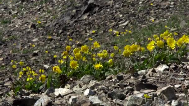 Zamknij na żółte kwiaty rosnące na kamiennej powierzchni. Materiał filmowy. Dziki żółty pełzający kwiat kołyszący się na wietrze na tle z kamieniami. — Wideo stockowe