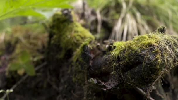 Gros plan de la mousse verte sur souche dans la forêt, couleurs de la nature. Images d'archives. Vieux bois avec mousse dans les bois sur fond d'herbe verte floue .