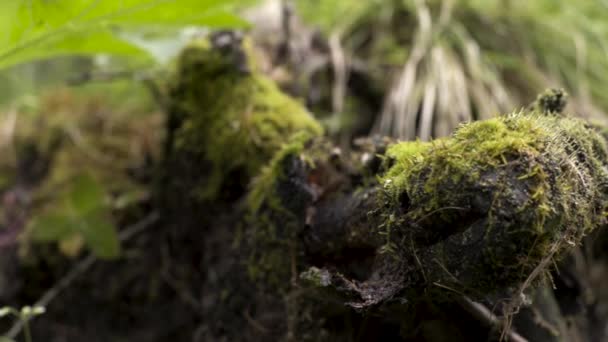 Nahaufnahme des grünen Moos auf Baumstumpf im Wald, Farben der Natur. Archivmaterial. altes Holz mit Moos im Wald auf verschwommenem grünen Grashintergrund. — Stockvideo