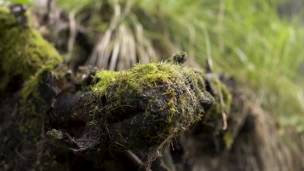 Close up do musgo verde no toco na floresta, cores da natureza. Imagens de stock. Madeira velha com musgo na floresta em fundo de grama verde borrada . — Vídeo de Stock