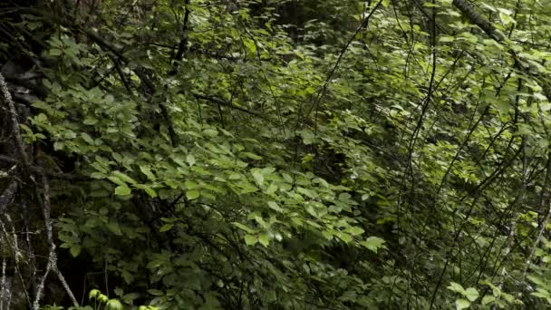 緑の葉の質感、自然な背景。ストック映像だ風に少し揺れる落葉樹の新緑の絶景、夏の大自然. — ストック動画