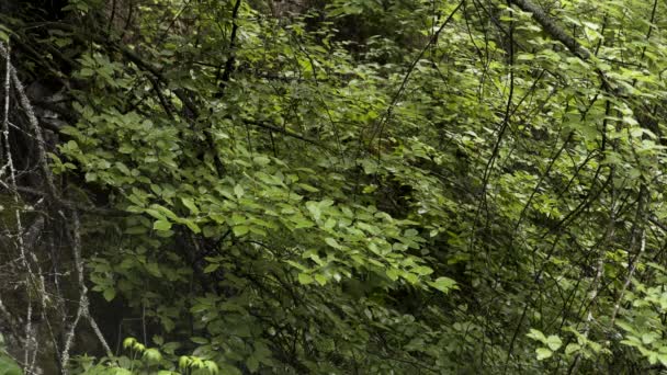 Textura de hoja verde, fondo natural. Imágenes de archivo. Vista superior de las ramas verdes frescas de árboles de hoja caduca balanceándose ligeramente en el viento, la naturaleza de verano . — Vídeo de stock