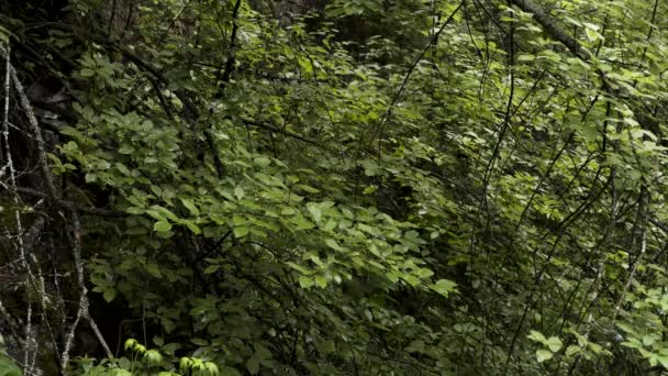 Top kilátás zöld nedves levelek lombhullató erdő esőcseppek esik. Készletfelvétel. Friss gyönyörű faágak, ökológia és környezetvédelmi koncepció. — Stock videók