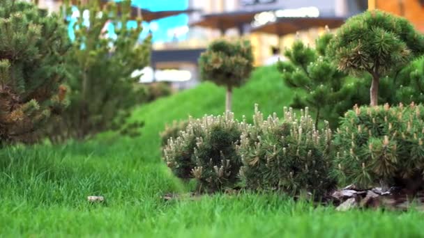 Газонные кустарники, растущие в городском парке, управление концепцией территории. Запись. Зеленые маленькие хвойные кусты и яркая свежая трава . — стоковое видео