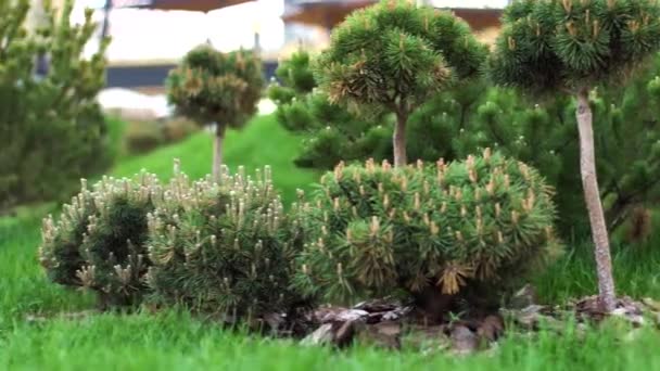 Arbustos de gramado crescendo no parque da cidade, gestão do conceito de território. Imagens de stock. Pequenos arbustos de coníferas verdes e grama fresca brilhante . — Vídeo de Stock