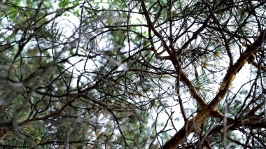 Parlak gökyüzü arka planında çam ağacı dallarının alt görüntüsü. Stok görüntüleri. Ormanda rüzgarda sallanan yeşil kozalaklı ağaç dalları için yakınlaş..