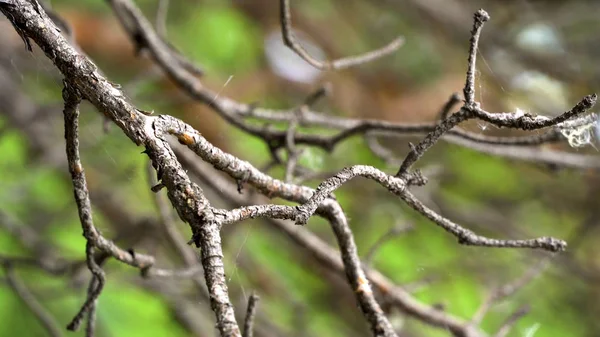 짙은 녹색 배경에 있는 대머리 나무의 가지에 가까이 다가가면 가을이라는 개념을 갖게 됩니다. 주가 영상이요. 바람에 흔들 리는 맨 나뭇가지. — 스톡 사진