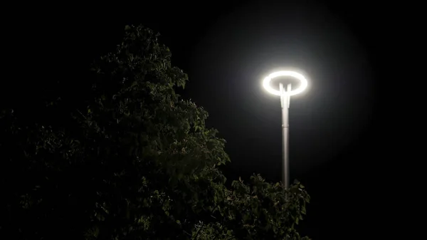 Bright glowing street lamp and tree branches with green leaves on black sky background. Stock footage. Deciduous tree swaying in the wind under the street light at night. — Stock Photo, Image