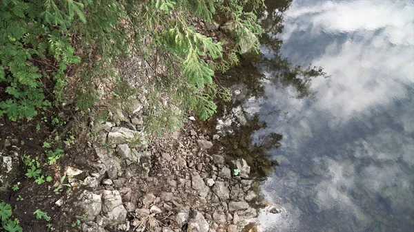 Närbild för björk stam och buskar vid floden. Lagerbilder. Ovanifrån av kallt vatten yta och grönt gräs med ett träd som växer längs floden stranden. — Stockfoto