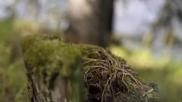 Närbild av grön mossa på en stubbe med suddig skog på bakgrunden, sommar natur koncept. Lagerbilder. En gammal stub täckt med mossa. — Stockfoto