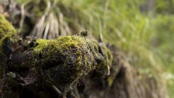 Close up of the green moss on stump in the forest, colors of nature. Stock footage. Old timber with moss in the woods on blurred green grass background.