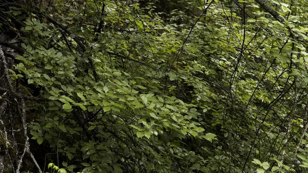 Textura de folha verde, fundo natural. Imagens de stock. Vista superior de ramos verdes frescos de árvores caducas balançando ligeiramente no vento, natureza de verão . — Fotografia de Stock