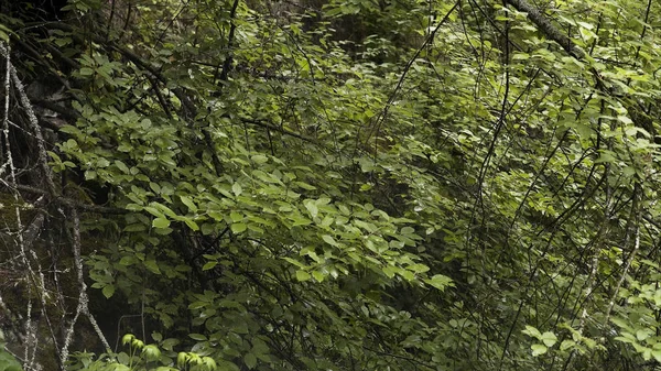Zöld levél textúra, természetes háttér. Készletfelvétel. Top kilátás friss zöld ágak lombhullató fák lengő kissé a szél, nyári természet. — Stock Fotó