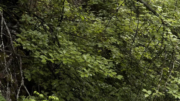 Vista superior de folhas verdes molhadas de floresta decídua com gotas de chuva caindo. Imagens de stock. Ramos arbóreos frescos, ecologia e conceito ambiental . — Fotografia de Stock