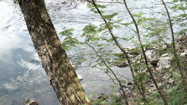Κοντινό πλάνο για κορμό σημύδας και θάμνους δίπλα στο ποτάμι. Στικ. Κάτοψη της επιφάνειας κρύου νερού και του πράσινου χόρτου με ένα δέντρο να αναπτύσσεται κατά μήκος της όχθης του ποταμού. — Φωτογραφία Αρχείου