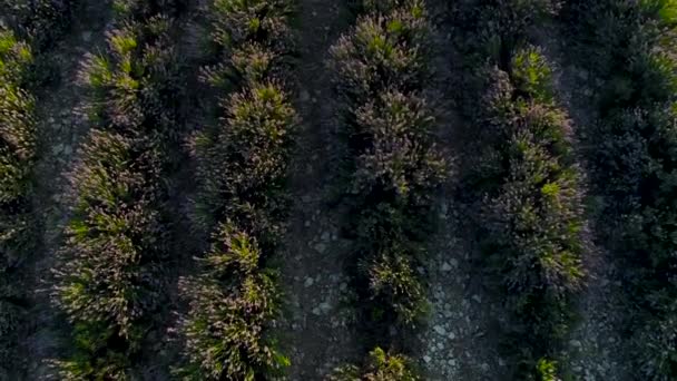 Vue de dessus de beaux buissons de lavande. Fusillade. Beaux buissons parfumés de lavande violette. Beaux buissons de lavande plantés en rangée dans le champ des agriculteurs — Video