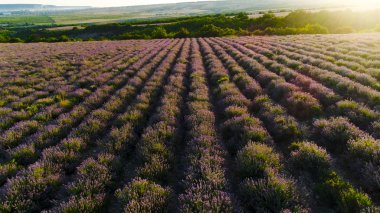 Güzel lavanta çalılarının manzarası. Vuruldu. Güzel ve güzel kokulu mor lavanta çalıları. Çiftçilerin tarlasına dikilmiş güzel lavanta çalıları