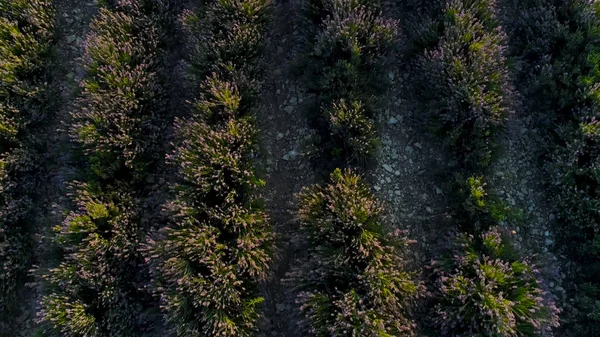Widok z góry na piękne krzewy lawendy. Postrzelony. Piękne i pachnące krzewy purpurowej lawendy. Piękne krzewy lawendy sadzone w rzędzie na polu rolników — Zdjęcie stockowe