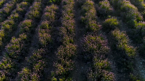 美しいラベンダーの茂みのトップビュー。撃たれた紫色のラベンダーの美しく香りの良い茂み。農家の畑に列に植えられた美しいラベンダーの茂み — ストック写真