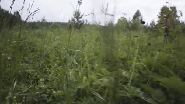 Gros plan d'herbe verte dans le champ avec de petites gouttes d'eau sur les pétales mous. Images d'archives. Fond d'été, rosée du matin sur prairie verte contre ciel nuageux brillant .