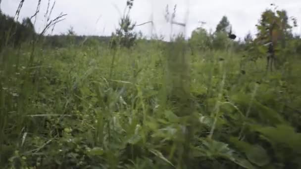 柔らかい花弁の上に少量の水で畑の緑の草を閉じます。ストック映像だ夏の背景、明るい曇りの空に対する緑の牧草地での朝の露. — ストック動画