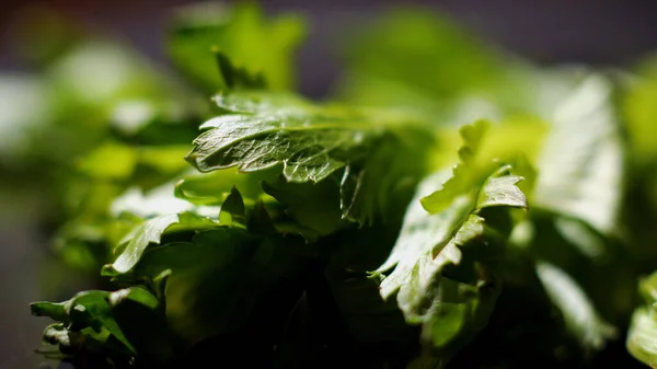 Close-up of leaf of salad. Stock footage. Close-up of green lettuce. Fresh green lettuce salad macro — Stock Photo, Image