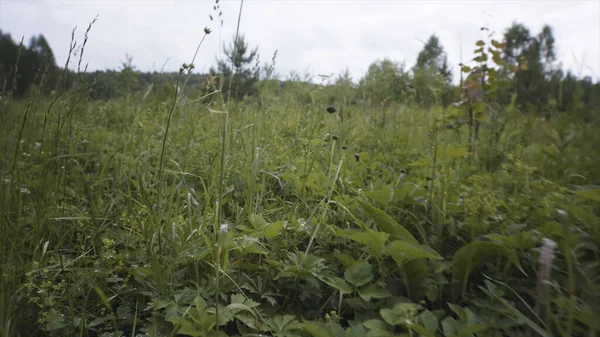 Letní ráno s rosou na poli, zelenou přírodou a životním prostředím. Záběry ze skladu. Zblízka zelené vegetace v lese s kapkami vody na malých okvětních lístcích. — Stock fotografie