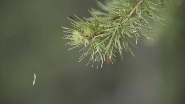 Närbild av grön gran gren och en liten larv hängande på nätet på grön suddig bakgrund. Lagerbilder. Grön larv som hänger i tallskogen i barrskogen. — Stockfoto