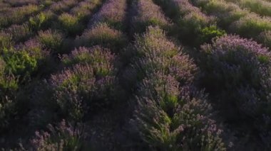 Gün batımında çiçek tarlasında mor lavanta sıralarının hava görüntüsü, çiçek arkaplanı. Vuruldu. Büyük, güzel tarlalarda büyüyen nefes kesici leylak çiçekleri..