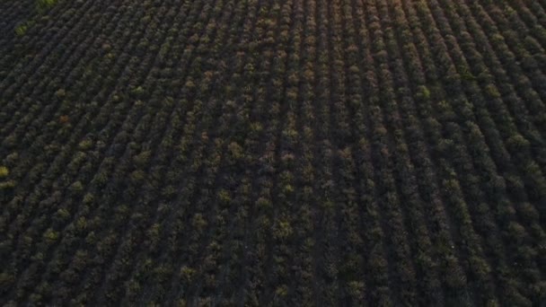 Drone luchtfoto van biologische lavendelvelden. Neergeschoten. Lilac lavendelveld in volle bloei seizoen groeiende in rechte rijen onder de gouden zonsondergang hemel. — Stockvideo