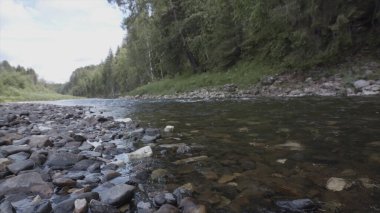 Yeşil orman arka planında taşlı dibi olan soğuk ve taze nehri kapatın. Stok görüntüleri. Temiz nehir, yaz ormanı deresi hızlı akıyor..