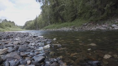 Yeşil ormanlı güzel bir yaz manzarası ve taşlı dibi olan dar bir nehir. Stok görüntüleri. Şeffaf su, taşlı sahil ve yeşil ağaçlarla akan soğuk akıntıya yakın dur..