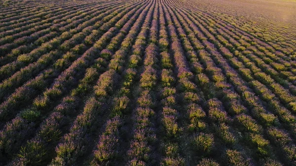 Κηφήνας εναέρια άποψη των βιολογικών αγρών της λεβάντας. Πυροβολήθηκε. Lilac πεδίο λεβάντα σε πλήρη ανθοφορία εποχή αυξάνεται σε ευθείες σειρές κάτω από το χρυσό ηλιοβασίλεμα ουρανό. — Φωτογραφία Αρχείου