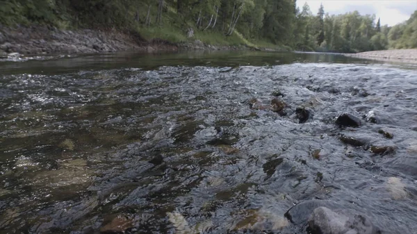 Yeşil ormanlı güzel bir yaz manzarası ve taşlı dibi olan dar bir nehir. Stok görüntüleri. Şeffaf su, taşlı sahil ve yeşil ağaçlarla akan soğuk akıntıya yakın dur..