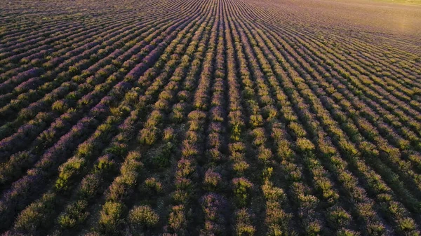 Aerial view of rows of purple lavender in blooming field during sunset, floral background. Shot. Breathtaking lilac flowers growing on the furrows of big beautiful field.