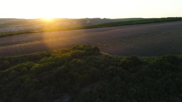 Večerní slunce zapadá za pahorky a svítí na nekonečná pole aromatických levandulových keřů. Zastřelen. Zlatý západ slunce osvětluje malebnou krajinu plnou kvetoucí levandule. — Stock video