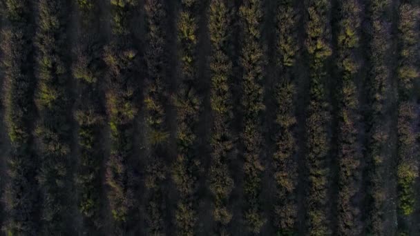 Luftaufnahme eines landwirtschaftlich genutzten Sojabohnenfeldes, Drone Draufsicht. Schuss. schwarze Bodenfurchen mit grünen Pflanzen, landwirtschaftliches und landwirtschaftliches Konzept. — Stockvideo