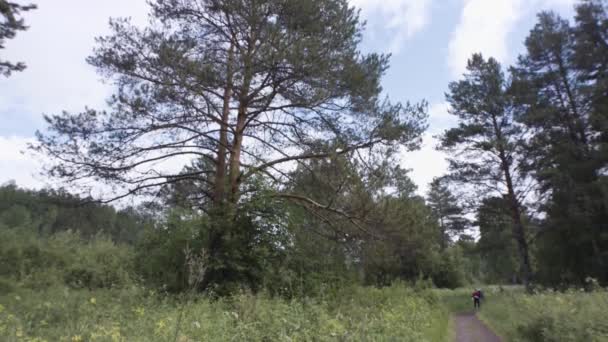 Pequeño grupo de turistas en el camino entre pinos. Imágenes de archivo. Paisaje natural de verano del bosque, prado con hierba verde larga y gente siguiendo el camino . — Vídeo de stock