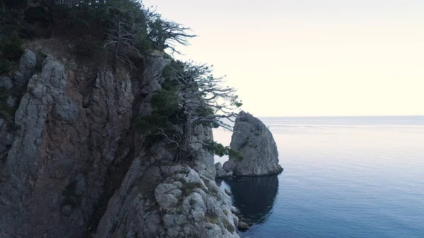 Flygfoto av en stenig klippa nära det blå lugna havet under en sommardag. Skjuten. Barrträd gröna träd som växer på en bergkant av den svarta havskusten på blå klar himmel bakgrund. — Stockfoto