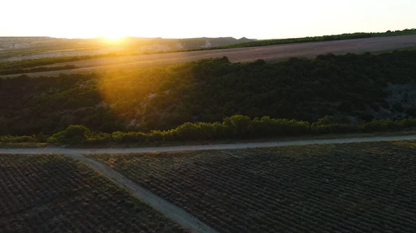 Vista aérea de uma paisagem com campo de lavanda e árvores verdes sob o céu do por do sol. Atingido. Vista aérea deslumbrante de drone de um campo de lavanda em fileiras intermináveis . — Fotografia de Stock