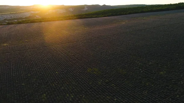 夕方の太陽は丘の後ろに沈み、芳香族ラベンダー低木の無限のフィールドに輝きます。撃たれた黄金の夕日がラベンダーの花でいっぱいの絵のような田舎を照らします. — ストック写真