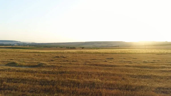 Vue aérienne du champ avec des épis d'or de blé au coucher du soleil, concept de l'industrie agricole. Fusillade. Paysage rural à l'aube avec le soleil sur les champs . — Photo