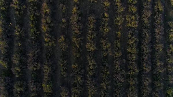 Aerial view of cultivated agricultural soybean field, drone top view. Shot. Black ground furrows with green growing plants, farming and agricultural industry concept. — Stock Photo, Image