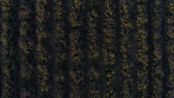 Aerial view of cultivated agricultural soybean field, drone top view. Shot. Black ground furrows with green growing plants, farming and agricultural industry concept. — Stock Photo, Image