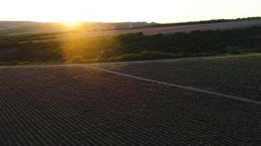 Gün batımında gökyüzünün altında lavanta tarlası ve yeşil ağaçlarla dolu bir manzaranın havadan görüntüsü. Vuruldu. Uçsuz bucaksız bir lavanta tarlasının insansız hava görüntüsü..